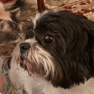 Meet your Posher, Andrea isabel